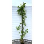 藤 フジの花の木 約2m 規格販売 特大株 植木 苗木 大苗 フジ 藤の花 お買い得なお任せ株 落葉樹 送料無料