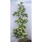 常緑ヤマボウシ 月光 約1.5m 植木苗木 お買得なおまかせ株 ホンコンエンシス 常緑樹 送料無料