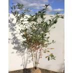 コナラ　株立ち　約２m　紅葉が綺麗などんぐりの木　特大植木苗木　お買い得なおまかせ株　送料無料