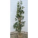 キンモクセイ　約1.7ｍ　特大株　特大株　植木苗木大苗　金木犀　規格販売　お買い得なおまかせ株　常緑樹　送料無料