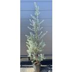 reuko плёнка примерно 1.5m стандарт распродажа товар очень большой АО растение саженец большой рассада . сделка . оставив решение кому-то другому АО полный tes талон s резина no - gsareuko filler m вечнозеленое дерево бесплатная доставка 