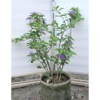 ニオイバンマツリ 株立ち 約1.2m 規格販売品 植木 苗木 大苗 お買い得なお任せ株 ブルンフェルシア 香りバンマツリ 3色咲きに見える花木 送料無料