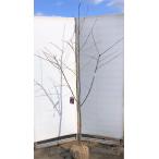 プリンセス雅桜 約2m 特大株 植木苗木 濃いピンクの桜の木 早咲き品種 雅桜の木 お買い得なおまかせ株 送料無料