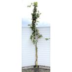 ショッピングシャインマスカット 超特大シャインマスカット 5ｍ超え　超特長苗木　果樹　規格販売　ぶどうの木　お買い得なおまかせ株　送料無料