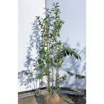 ソヨゴの木 株立ち 約1.5m 植木 苗木 大苗 赤い実が成る木 規格販売 お買い得なおまかせ株 シンボルツリー 常緑樹 送料無料