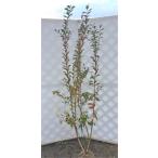  голубика tif голубой очень большой саженец АО .. примерно 1.7m очень большой АО . сделка . случайный АО кролик I серия большой реальный товар вид бесплатная доставка 