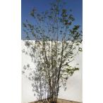 ヤマボウシ株立ち約2.7m美樹形株...