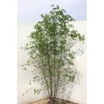 ヤマボウシ 株立ち 約2m 美樹形株 特大株 植木苗木大苗 山法師 規格販売 お買い得なおまかせ株 落葉樹 送料無料