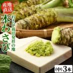 わさび栽培発祥の地「有東木」の本わさび　中サイズ3本セット（1本40g〜60g） ワサビ 山葵 静岡 有東木 送料無料