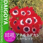 アネモネ・デカンスカーレット35m...