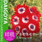 アネモネ・モナークスカーレット20...