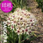 アリウムシルバースプリング1球入り...