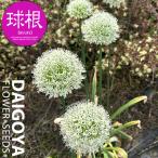 アリウムマウントエベレスト1球入り...