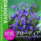 トリテレイアクィンファビオラ5球