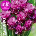 kru медведь фиолетовый .[ луковица ] весна .. луковица 1 лампочка пакет ..