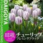 チューリップ一重咲きフレミングフラ...