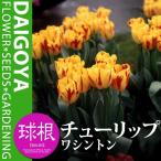 チューリップ変わり咲きワシントン5...