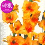  гладиолус 2 цвет ..je Star [ луковица ]8 лампочка ввод пакет .._ весна .._ луковица 