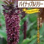  ананас Lilly черный кошка [ луковица ] весна .. луковица 1 лампочка пакет ..