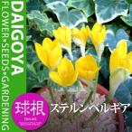 ステルンベルギア2球_ステルンベル...