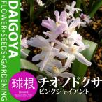 チオノドクサピンクジャイアント5球入り