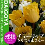 チューリップフリンジ咲きクリスタル...
