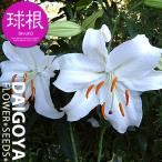 ユリオリエンタルリリーカサブランカ...