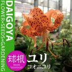 ユリコオニユリ１球入り袋詰め_ユリ...