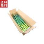 ko. Kyoto корень порез .. body роза лук порей 9 статья лук порей 