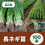長ネギ苗 長ねぎ苗 100本 森の奏 1本ねぎ 家庭菜園向け 長ねぎ苗 ネギ苗 国産 産地直送 苗木 野菜苗 春植え初心者OK 甘くて柔らかい長ねぎ