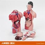  human body model internal organs model woman or man JK-4325Y JK-4332Y