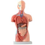 内臓模型 お腹の見える人体模型203 高さ28ｃｍ 15パーツ取り外し可 JK-3830Y
