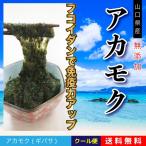 Yahoo! Yahoo!ショッピング(ヤフー ショッピング)徳用セット販売【送料無料（クール便配送）】業務用 無添加 アカモク（山口県産） 2kg（1kg×2）（冷凍） あかもく ギバサ ポリフェノール フコイダン 食物繊維【MM】