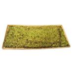 [3 шт. комплект ] садоводство сопутствующие товары [ мох ][koke][snagoke]snagoke сиденье 3 шт. комплект бесплатная доставка [YM]