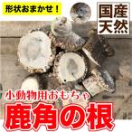 小動物用 鹿角の根 Sサイズ(直径 約1cm〜2cm) 鹿角の根元 鹿角 ストレス解消 歯の伸びすぎ防止 げっ歯類 ハムスター デグー ラット メール便送料無料【Z】