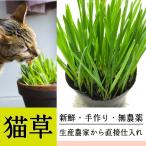 猫草 ねこくさ　1個　鉢 直径 約9cm ペットグラス 毛玉ケア ヘアボールコントロール 無農薬 猫と犬が食べる草 毛玉 猫草 農家直接仕入れ 送料無料【DBP】