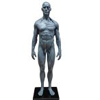 人体模型 筋肉模型 高品質解剖模型 30cm 医学模型 人体解剖 医学教育 整形外科 男性 / 女性 男性