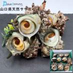  Yamaguchi префектура производство натуральный ...1kg | свежий ...... жарение . sashimi прямая поставка от производителя 