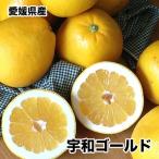 河内晩柑 宇和ゴールド 夏文旦 みかん 5Kg ご家庭用 送料無料 愛媛県産 宇和ゴールド 3Lサイズ 約5kg 送料無料 3月中旬頃から