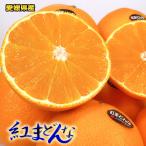 紅マドンナ 紅まどんな ご家庭用 小キズあり 送料無料 愛媛県 紅まどんな 2.5kg みきゃん箱 Mサイズ ぜりーのようなプルプル果肉 愛媛の貴婦人 ギフト お歳暮