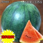 すいか スイカ 鳥取県産 大栄 黒小玉西瓜 2Lサイズ 2.5kg 4玉入 ご家庭用 送料無料 敬老の日 残暑お見舞い 鳥取県 西瓜 大栄 小玉西瓜 ギフト 敬老の日 爆買