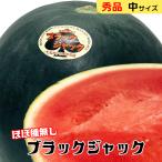 Black Jack запад . средний размер запад . чёрная кожа высота сахар раз Kumamoto префектура Tottori префектура Chiba префектура Yamagata префектура превосходящий * super товар Black Jack 7kg и больше .. для подарок на Bon Festival жара средний видеть Mai .. покупка 