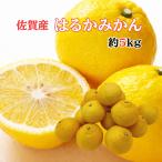 ショッピング広島 広島産 ”はるか” 秀品 S~3Lサイズ 大きさお任せ 約5kg　柑橘　贈呈　フルーツ　日向夏　ニューサマーオレンジ