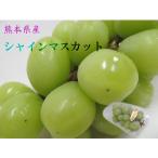  Kumamoto производство автомобиль in мускат 1 коробка 4 упаковка (300g передний и задний (до и после) ×4) бесплатная доставка ( Kyushu Kumamoto виноград виноград вид нет мускат крупный товар вид подарок подарок на Bon Festival День почитания пожилых людей )