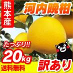 熊本産 訳あり 河内晩柑 20kg (10kg×2箱 ) 送料無料 ( 九州 熊本 みかん ジューシーオレンジ バンカン 柑橘 グレープフルーツ )