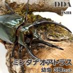ミンダナオアトラス 幼虫 3頭セット dda オオカブト カブトムシ 生体
