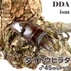 da сахалинский таймень common ta взрослое насекомое *45~49mm пара с подарком .dda рогач организм 