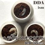 ヘラクレスオオカブト 幼虫 3匹セット dda カブトムシ 生体