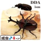 国産カブトムシ 成虫 MLサイズ ペア