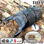 ( очень большой *102mmUP пара ) большой .. King Tey ou common ta взрослое насекомое с подарком .dda рогач организм common ta рогач 